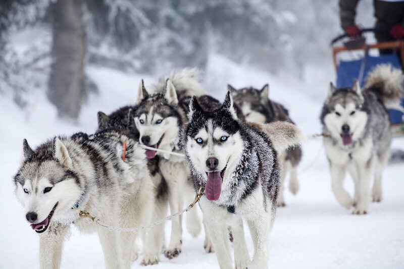 team of dogs in a dog sledding race