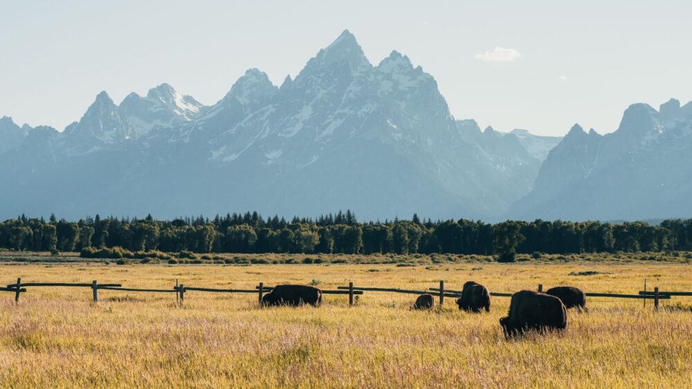 Buffalo grazing the valley in Jackson, Wyoming.