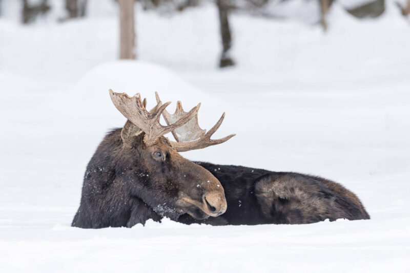 animal in snow