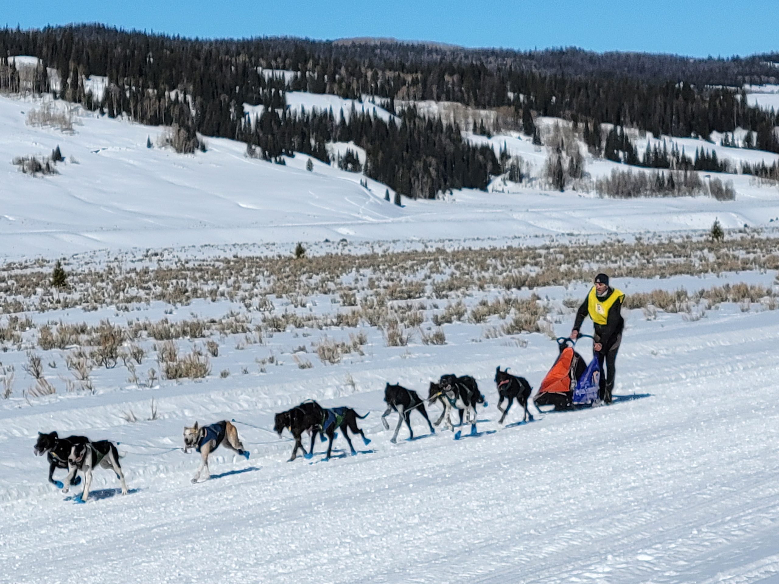 dog sled pedigree