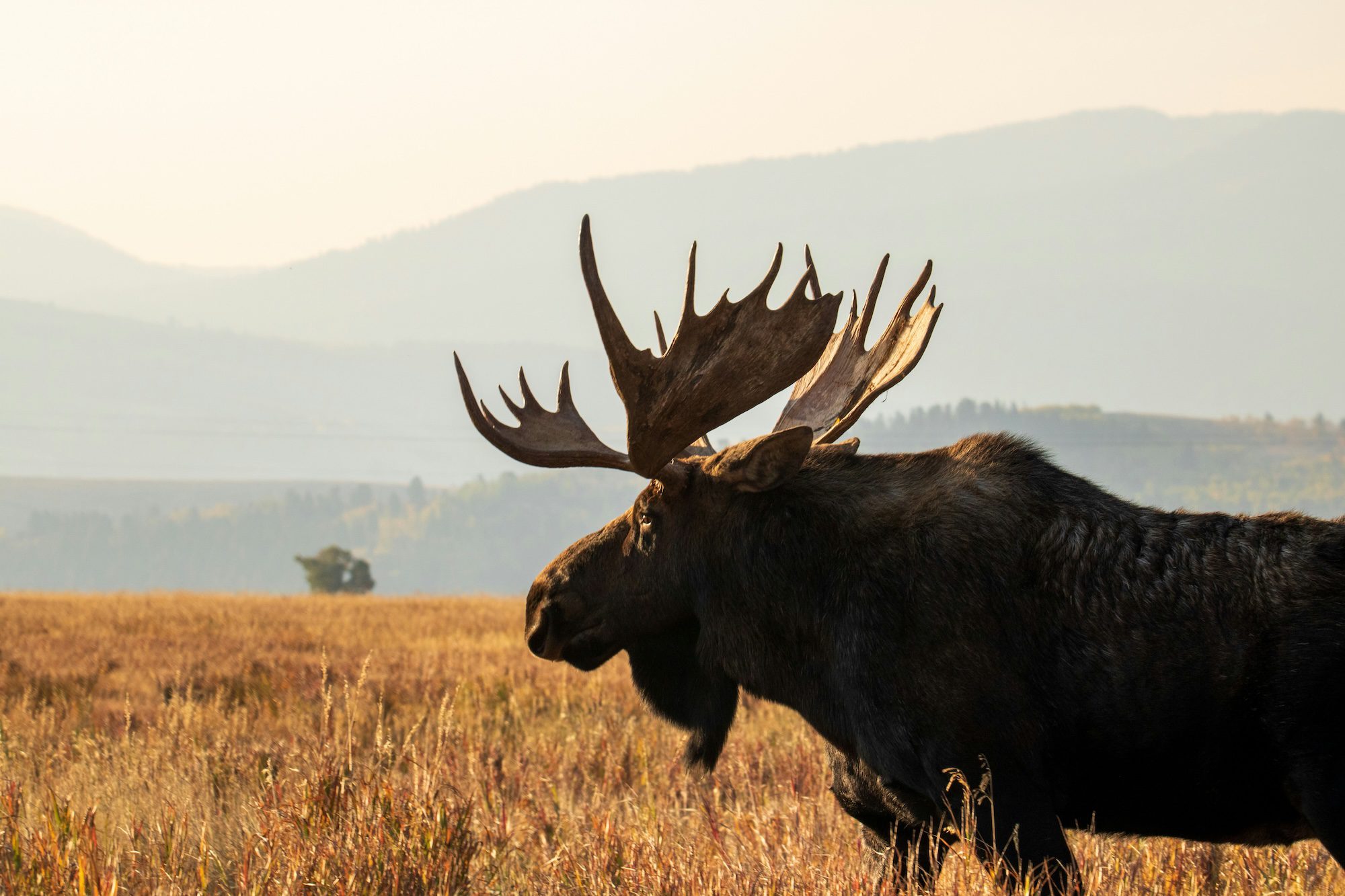 A moose in a field in Jackson, Wyoming.