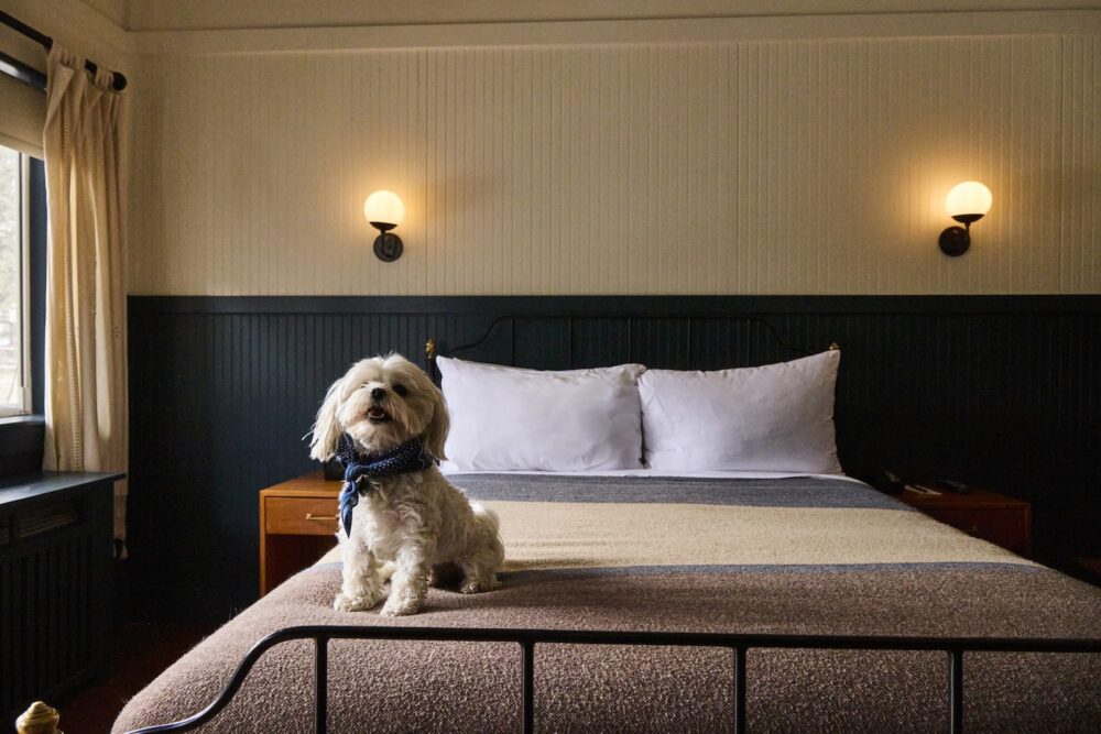 A small white dog sitting on the edge of a bed.