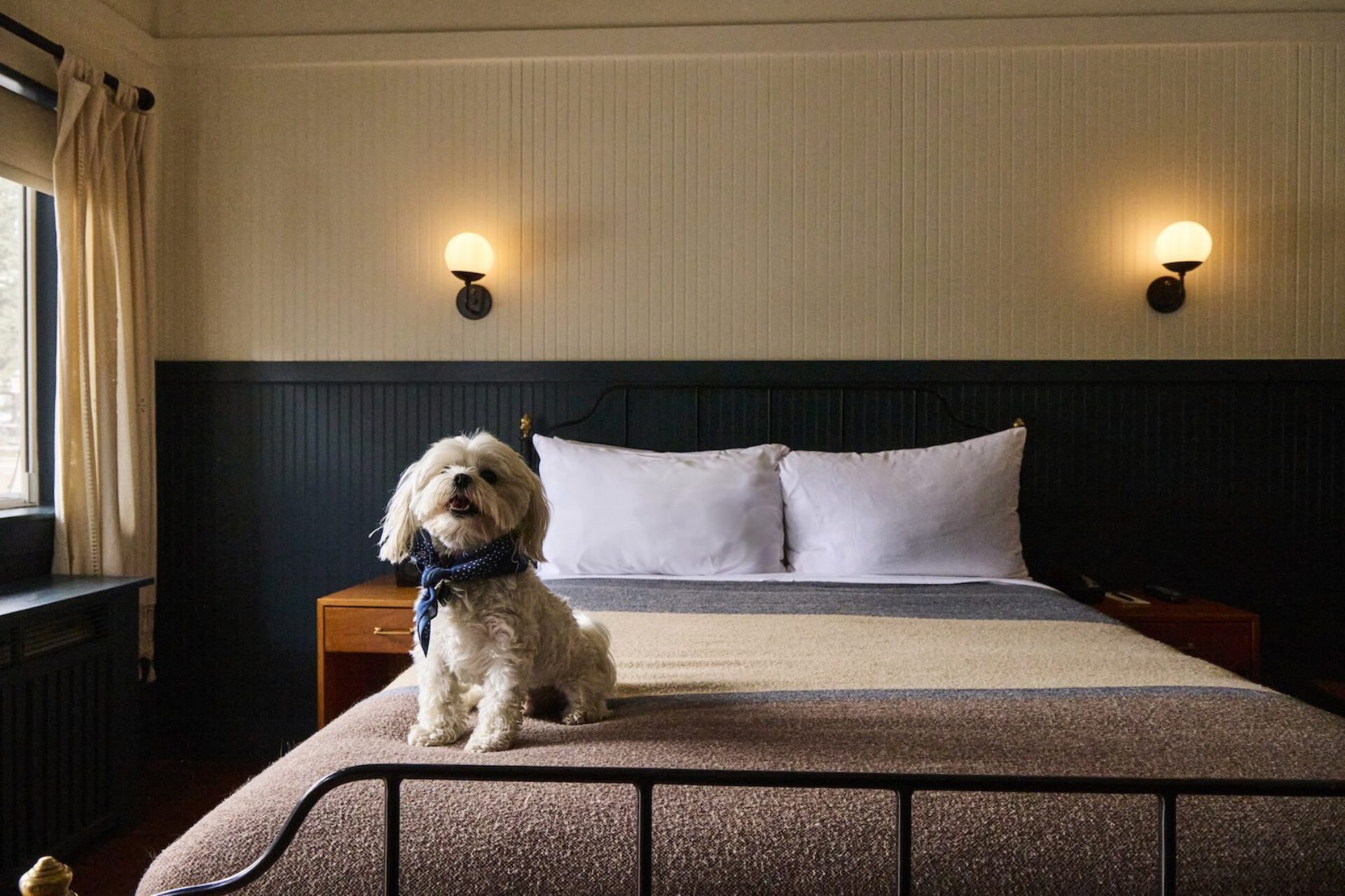 A small white dog sitting on the edge of a bed.