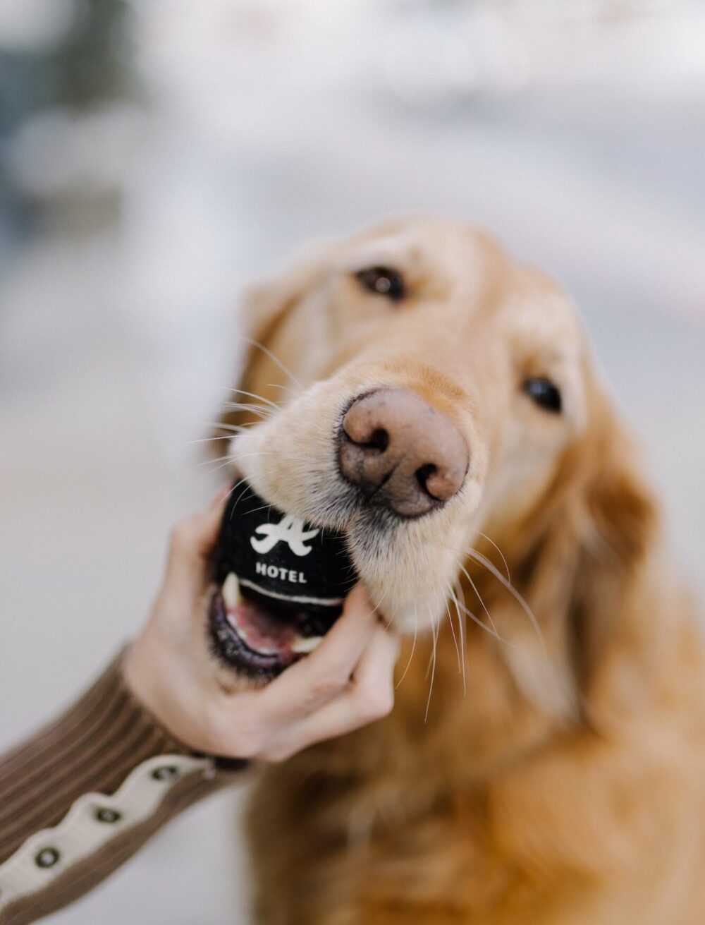 A golden retriever with a black tennis ball in his mouth.