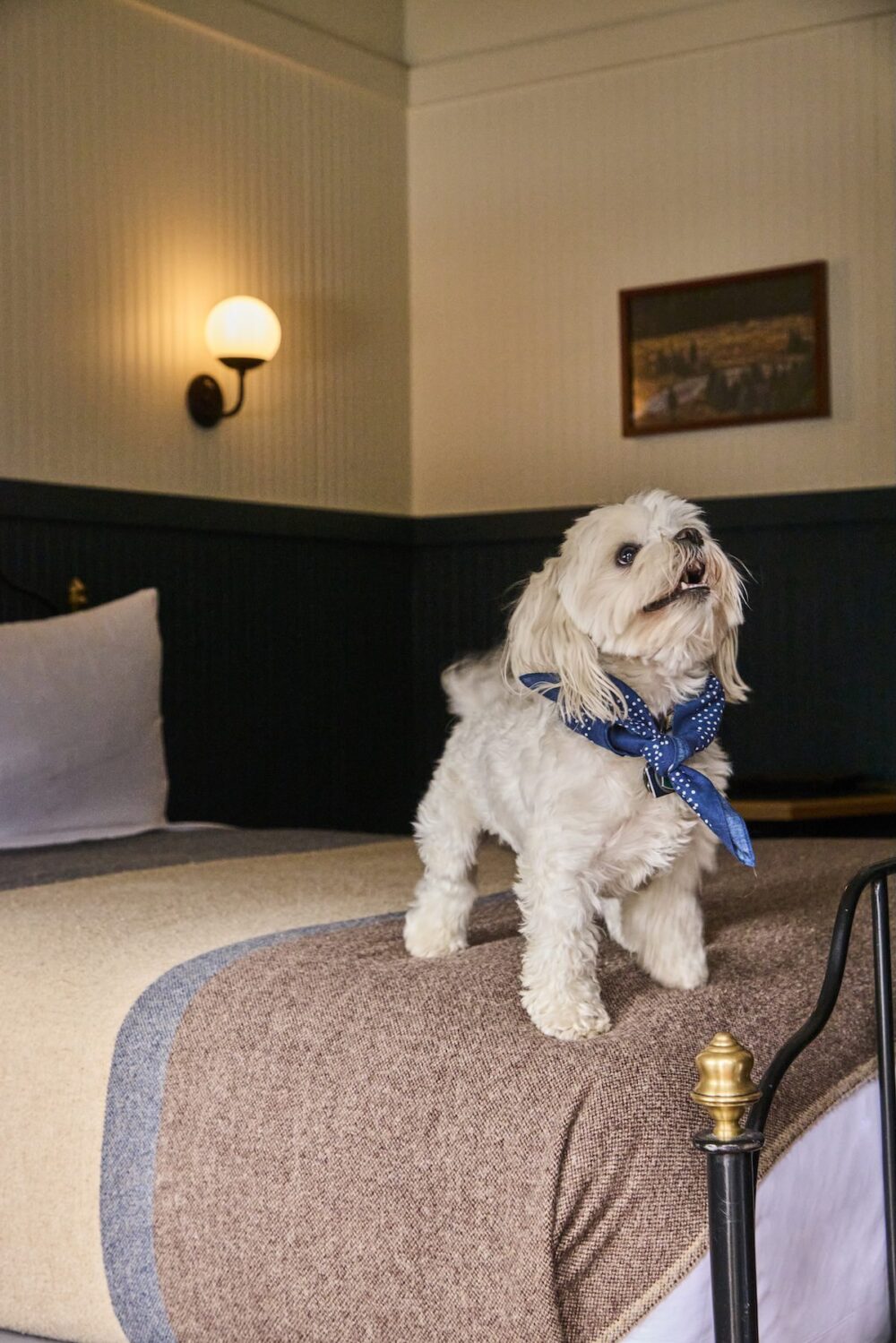 A small white dog on the edge of a bed.
