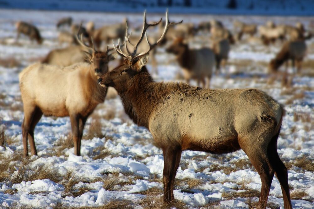 A herd of elk in a snowy field in Jackson, Wyoming.