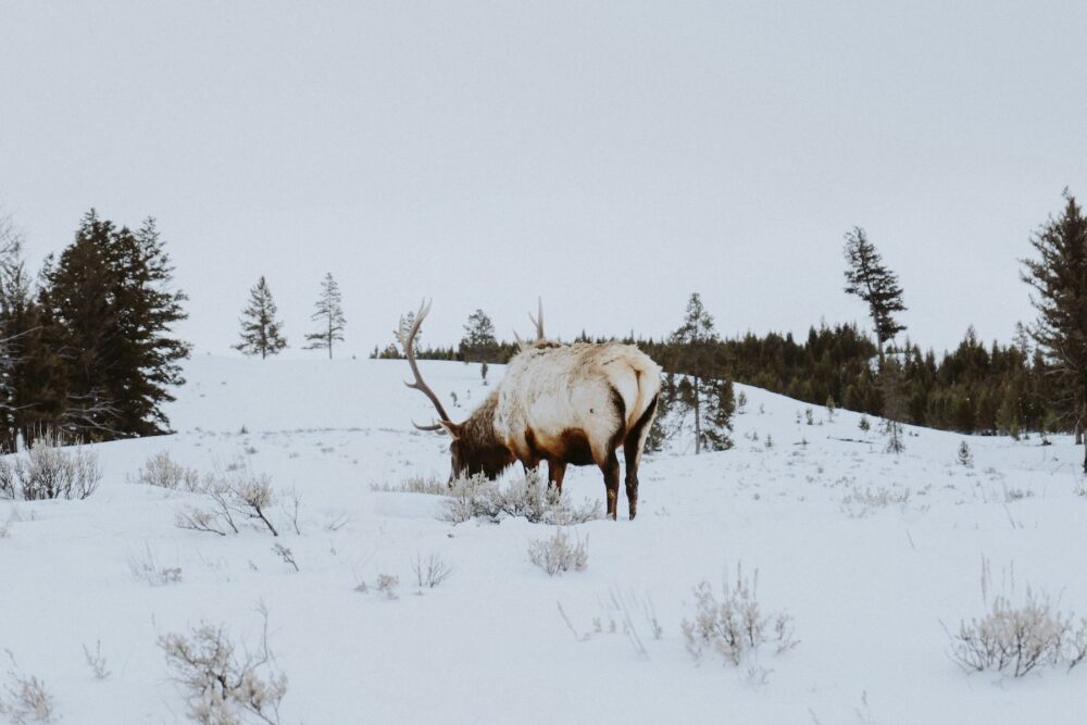 An elk in a snowy field.
