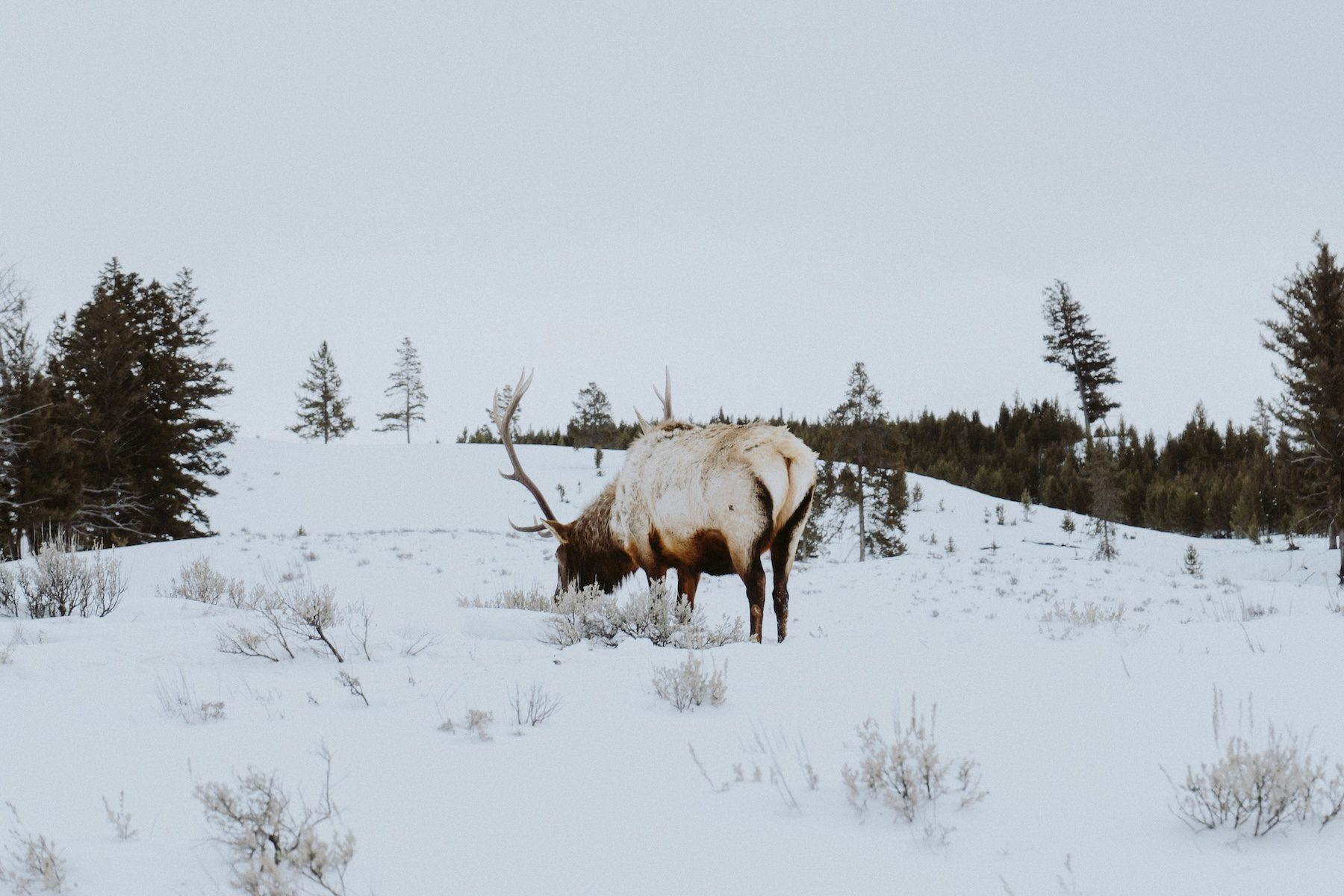 An elk in a snowy field.