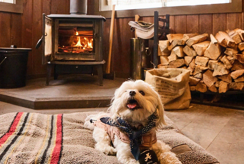 Rotating images of a dog with fireplace in background, lobby entrance with bikes, and the lobby market.